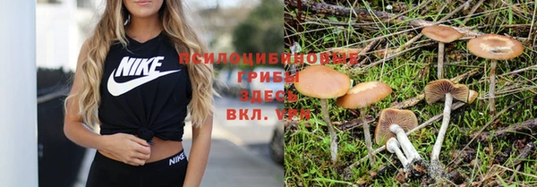 прущие грибы Михайловка
